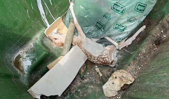 Nεκρό ελαφάκι σε κάδο απορριμμάτων στο Ψαλίδι