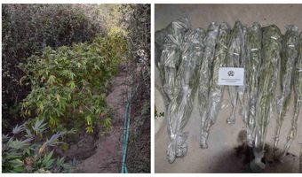 Εντοπίσθηκαν και εκριζώθηκαν δενδρύλλια κάνναβης στην Κω