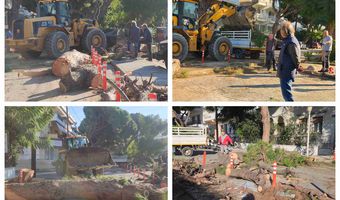 Κοπή και κλαδεύσεις δέντρων στην οδό Αρτεμισίας από συνεργεία του Δήμου Κω