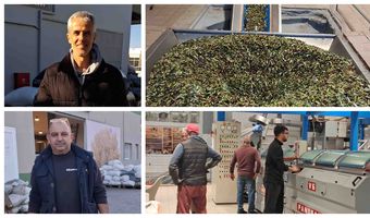 Μειωμένη κατά 30% η φετινή παραγωγή ελαιολάδου στην Κω σε σχέση με πέρυσι