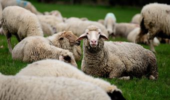 Εμφανίσθηκαν κρούσματα ευλογιάς των προβάτων στο Βόρειο Αιγαίο και στα Ιόνια νησιά