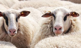 Σκληρή μάχη για να μην «περάσει» η ευλογιά των αιγοπροβάτων στα νησιά μας