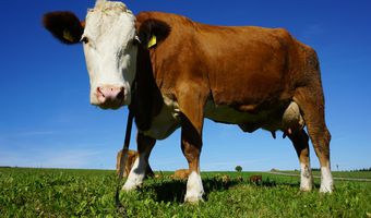 Χτύπησε τη Λέσβο ο αφθώδης πυρετός - Κλείνει η αγορά, απαγόρευση εξαγωγής ζώων και τυριών