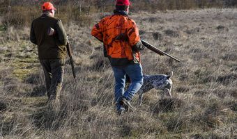Σταματά άμεσα το κυνήγι του τρυγονιού σε όλη τη χώρα καθώς εξαντλήθηκε το εθνικό όριο κάρπωσης