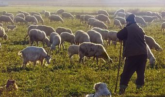Ηράκλειο: Ούτε ένα ζώο δεν βρέθηκε στο μαντρί κτηνοτρόφου κατά τον έλεγχο – Συνελήφθη και ο αδερφός του με λειψά αιγοπρόβατα