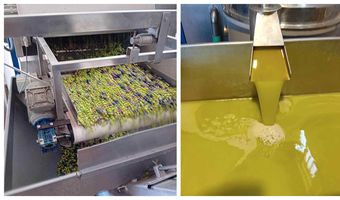 Να δούμε ποιος θα (την) βγάλει λάδι φέτος: Υποχρεωτική η Δήλωση Συγκομιδής & η εγγραφή στο Ελαιοκομικό Μητρώο για ιδιοκτήτες ελαιώνων με 21 (και πάνω) δέντρα