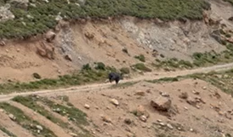 Αγριογούρουνο εθεάθη στην περιοχή Σύμπετρο στην Κω (vid)