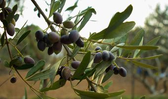 Στο μικροσκόπιο ελεγκτών καλλιέργειες σε νησιά της Δωδεκανήσου