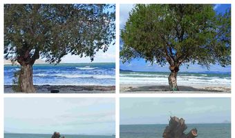 Διαμαρτυρία αναγνώστριας για κοπή δέντρου στo Τιγκάκι – Τι απαντά ο Πρόεδρος της Κοινότητας Ασφενδιού