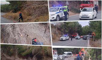 Έπεσε δέντρο στον δρόμο στις «Πόρτες» Αντιμάχειας – Από θαύμα δεν σημειώθηκε τραυματισμός