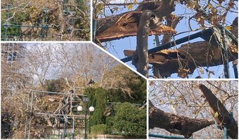 Έσπασε κλώνος από τον Πλάτανο του Ιπποκράτη λόγω των ισχυρών ανέμων