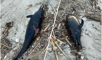 Νεκρό δελφίνι εντοπίστηκε στο Καρνάγιο Kω