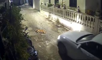 Κέρκυρα: Οδηγός πατά σκύλο που κοιμόταν στη μέση του δρόμου 