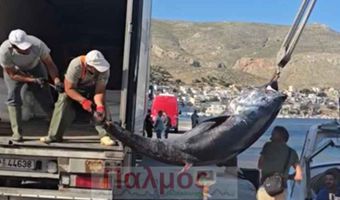 Τόνος – «τέρας» αλιεύθηκε από Καλύμνιους ψαράδες 