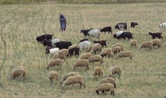 Καταδίκες για παράνομες επιδοτήσεις με δηλωμένες εκτάσεις σε Κάσο, Κάλυμνο και Νίσυρο