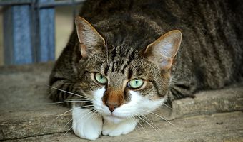 Προσοχή! Έριξαν φόλες σε αδέσποτες γάτες στην Καρδάμαινα