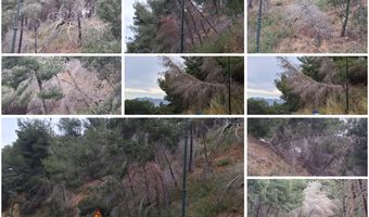 Άμεσος κίνδυνος στην περιοχή «Πόρτες» Αντιμάχειας από ετοιμόρροπα δέντρα