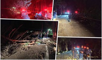 Πτώση δέντρου στη Ζιά - Επέμβαση της Πυροσβεστικής και της Πολιτικής Προστασίας Κω