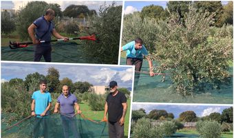 Ξεκίνησε από εθελοντές το μάζεμα των ελιών του Αγίου Δημητρίου στον Άγιο Νεκτάριο Κω