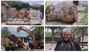 Απομάκρυνση φοίνικα από το λιμάνι Κω λόγω “αρρώστιας”