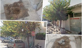 Ερωτήματα αναγνώστη για την κοπή δύο δέντρων στην οδό Αλικαρνασσού