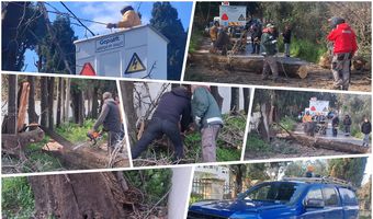 Κοπή “επικίνδυνων” δέντρων στην Κω – Αιχμές από τον κ. Σοφοκλή Δουδούς: Δυστυχώς στο Δήμο κάνουν κουμάντο κάποιοι που δεν έχουν αρμοδιότητα…