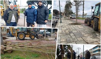Φύτευση νέων πλατανιών στη οδό Β. Γεωργίου στην Κω