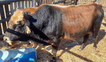 Μελέτες δείχνουν την "επιβίωση" μίας σπάνιας και αυτόχθονης φυλής βοοειδών στα Δωδεκάνησα