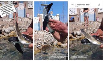 Μικρή χελώνα καρέτα-καρέτα βγήκε στην παραλία δίπλα στη Μαρίνα Κω