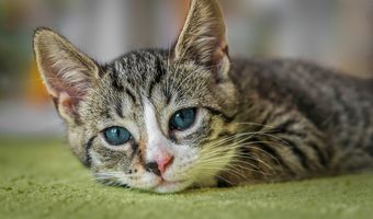 Θεσσαλονίκη: Έκοψε το αυτί του συντρόφου της γιατί επιτέθηκε στη γάτα 