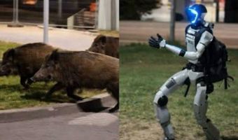 Ρομπότ κυνηγά αγριογούρουνα στους δρόμους της Βαρσοβίας και γίνεται viral