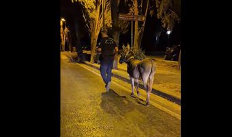 "Νυχτοπερπατήματα" για γάιδαρο στο κέντρο της Κω – Η παρέμβαση των αστυνομικών