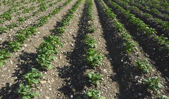 Εσπερίδα για το μέλλον της αγροτικής παραγωγής στην Κω