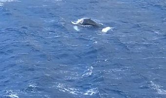 Φάλαινα φυσητήρας εμφανίστηκε στις ακτές της Καλύμνου (vid)