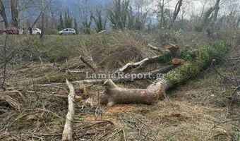 Λαμία: Νεκρός 68χρονος - Tον καταπλάκωσε δέντρο μπροστά στα μάτια της συζύγου του