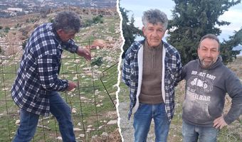 Σκυλιά κατασπάραξαν αιγοπρόβατα του συμπολίτη μας Δ. Κώστογλου στον Αγ. Βασίλειο Κω (φωτο)