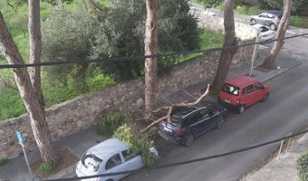 Τεράστιο κλαδί δέντρου έπεσε σε σταθμευμένα οχήματα 