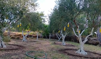 Ξεκινά η δακοκτονία στα Δωδεκάνησα με τον ψεκασμό περισσότερων από 2 εκατ. ελαιοδέντρων