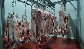 Μειωμένες φέτος οι σφαγές αμνοεριφίων στα Σφαγεία Κω (έφυγαν ζωντανά περίπου 6.000 από το νησί)