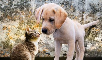 Πρόστιμο 1.000 ευρώ σε ιδιοκτήτη σκύλου στην Κω για παραβίαση κανόνων ευζωίας