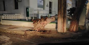Ξεριζώθηκε δέντρο στην οδό Αρτεμισίας – Από τύχη δεν είχαμε κάποιο θύμα