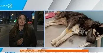Kτηνωδία στην Αράχωβα: Σκύλος βιάστηκε με αιχμηρό αντικείμενο και πέθανε με φριχτό τρόπο