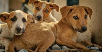 Ο Δήμος Κω καλεί όλους τους εθελοντές που φροντίζουν αδέσποτα ζώα συντροφιάς να επικαιροποιήσουν τα στοιχεία τους στο μητρώο εθελοντών