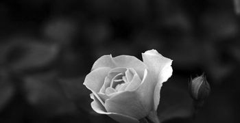 Συλλυπητήρια του Α.Ο. Πυλίου