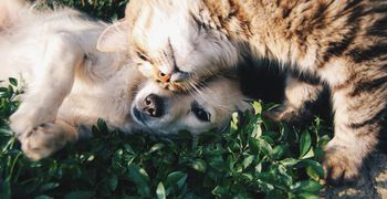 Επιχορήγηση 5 εκατ. ευρώ στους δήμους για τα αδέσποτα (ανάμεσά τους και ο Δήμος Κω)