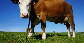 Χτύπησε τη Λέσβο ο αφθώδης πυρετός - Κλείνει η αγορά, απαγόρευση εξαγωγής ζώων και τυριών