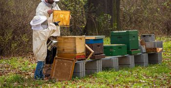 Καταγγελία του Μελισσοκομικού Συνεταιρισμού Κω - Κεφάλου για ανεξέλεγκτη χρήση φυτοφαρμάκων με αποτέλεσμα τη θανάτωση μελισσών