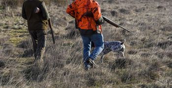 Σταματά άμεσα το κυνήγι του τρυγονιού σε όλη τη χώρα καθώς εξαντλήθηκε το εθνικό όριο κάρπωσης