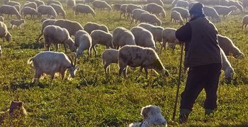 Ηράκλειο: Ούτε ένα ζώο δεν βρέθηκε στο μαντρί κτηνοτρόφου κατά τον έλεγχο – Συνελήφθη και ο αδερφός του με λειψά αιγοπρόβατα