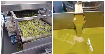 Να δούμε ποιος θα (την) βγάλει λάδι φέτος: Υποχρεωτική η Δήλωση Συγκομιδής & η εγγραφή στο Ελαιοκομικό Μητρώο για ιδιοκτήτες ελαιώνων με 21 (και πάνω) δέντρα